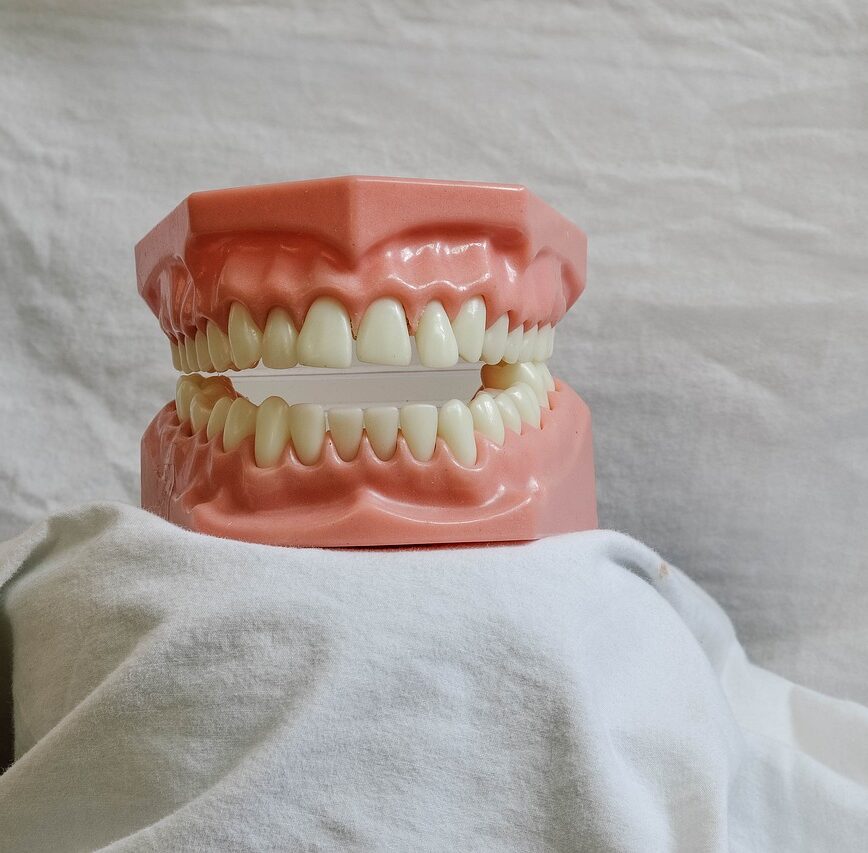 teeth, dental, dental model, mouth, model, dental training tool, dentist, bite, dentistry, molar, dental, dental, dental, dental, dental, dentist, dentist, dentistry, dentistry